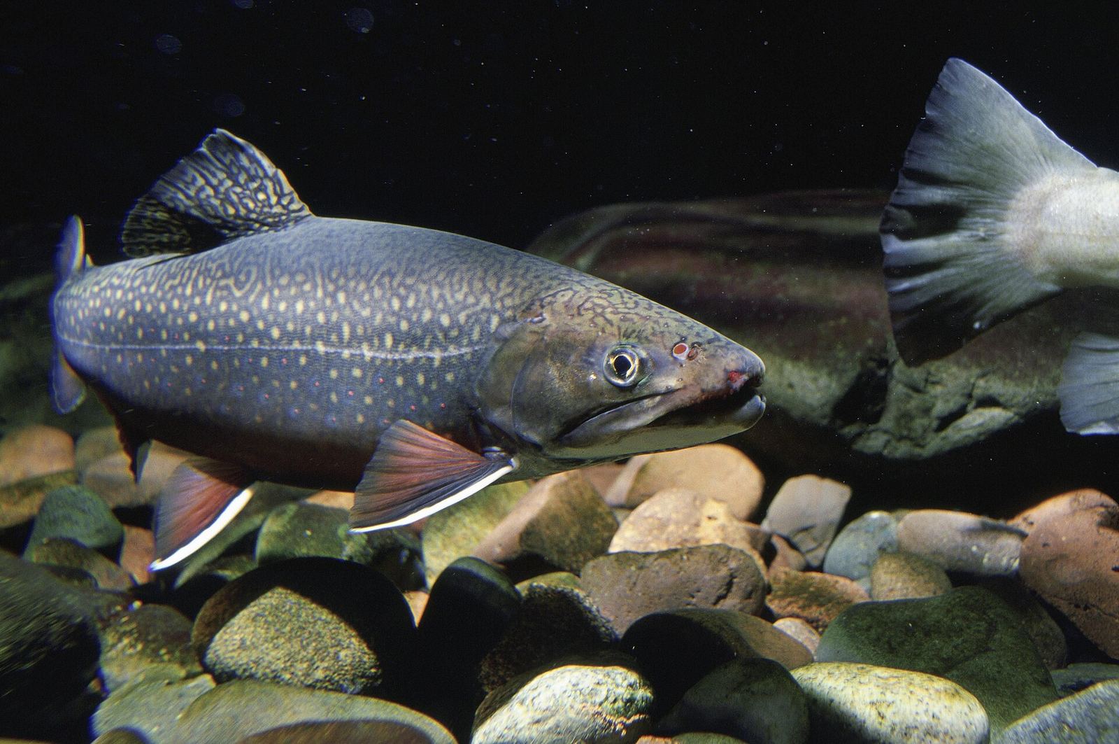 Brook trout holding over stones in a clear stream